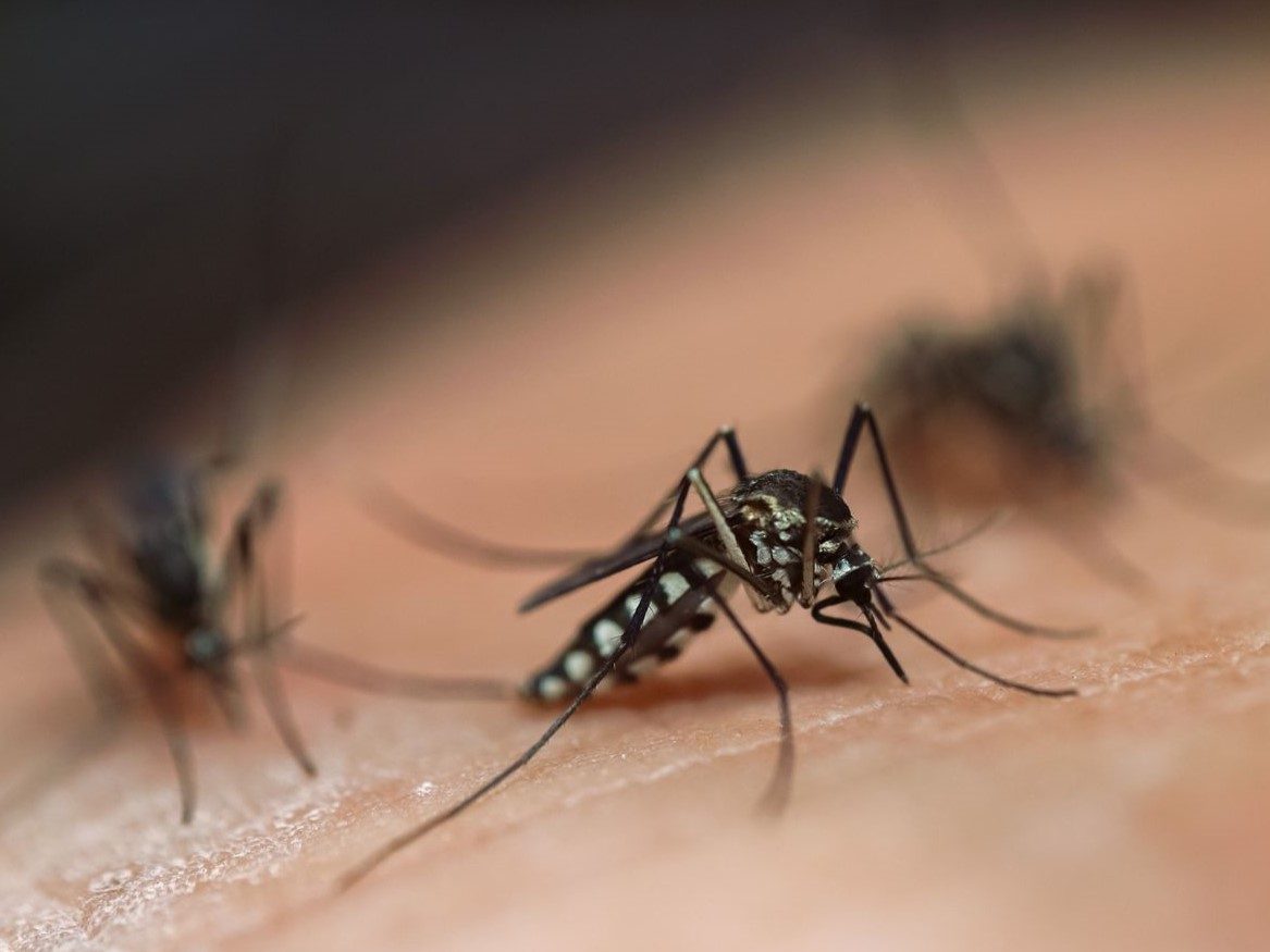 370 casos confirmados y un fallecido por dengue en La Plata