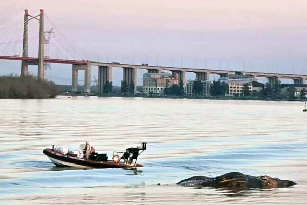 Apareció una ballena muerta en el río Paraná: es el tercer caso en 15 días en la Cuenca del Plata